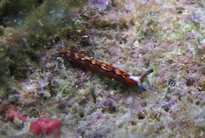 Thuridilla multimarginata