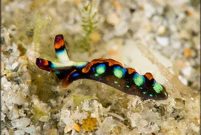פאזל של Thuridilla picta