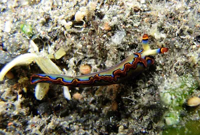 Thuridilla undula