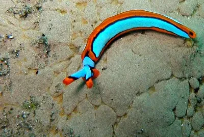 Thuridilla lineolata