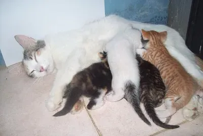 GATA