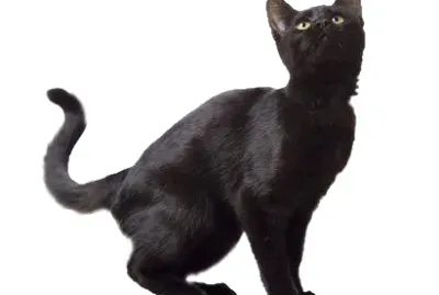 פאזל של ana julia