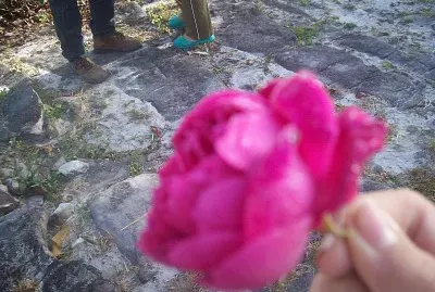 LA ROSA