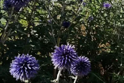 Chardons bleus