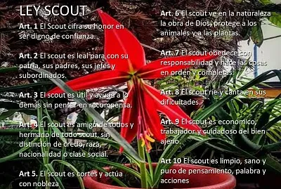 Ley Scout