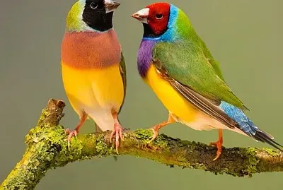 cores