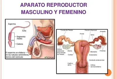 Ã“rganos Reproductores