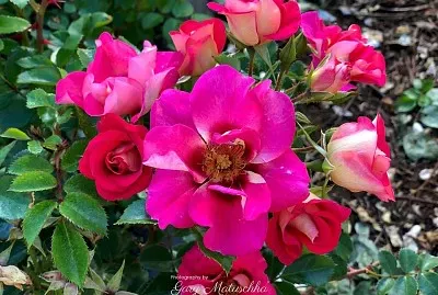 flores