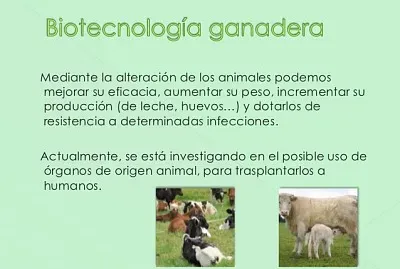 BiotecnologÃ­a en la ganaderÃ­a jigsaw puzzle