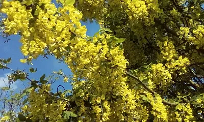 cytise jigsaw puzzle