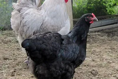 poules1