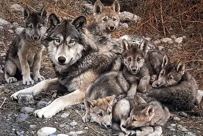 loups