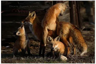 renards jigsaw puzzle