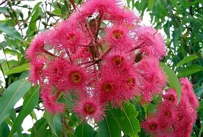 australienne