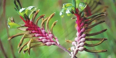 australienne jigsaw puzzle