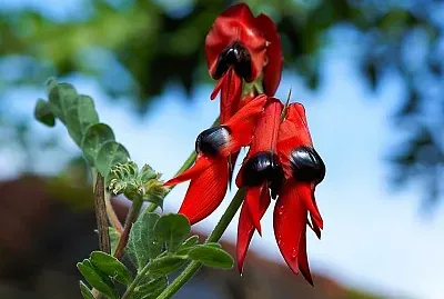 australienne jigsaw puzzle