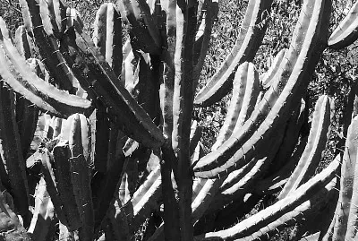 ESPINAS 1 jigsaw puzzle