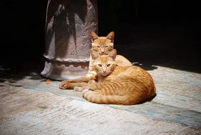 Gatitos posando