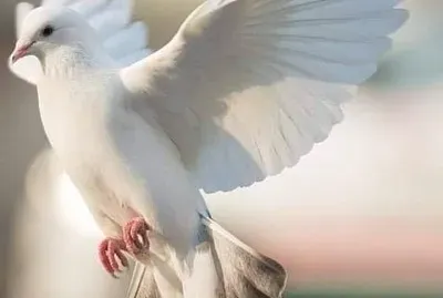 CENÃRIO K97 jigsaw puzzle