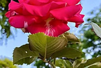 flores