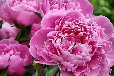 flores