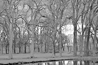 arbres gelÃ©s
