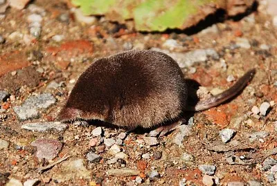 Toporagno nano euroasiatico