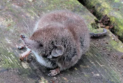 Crocidura russula