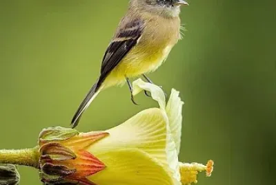 flores jigsaw puzzle