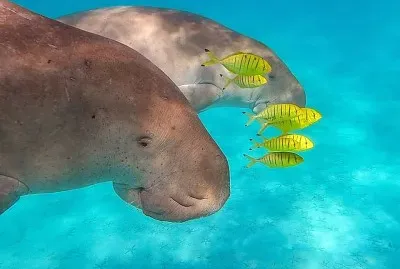 natural jigsaw puzzle