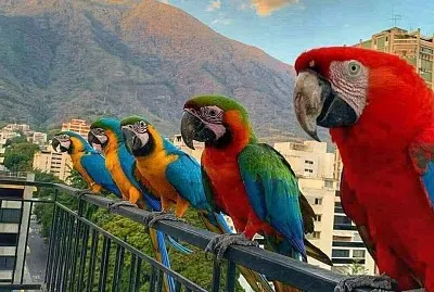 פאזל של natural
