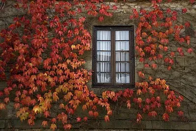 Red ivy jigsaw puzzle