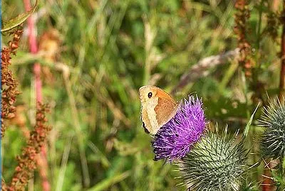 Meadow Brown