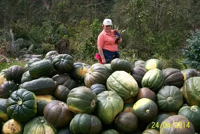 zapallos
