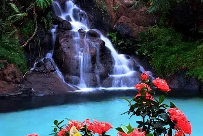 Cascadas y flores
