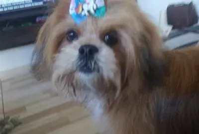 bebe