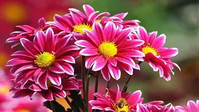 Wild flowers jigsaw puzzle