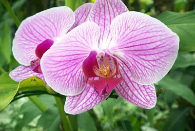 Orquí­dea tricolor jigsaw puzzle