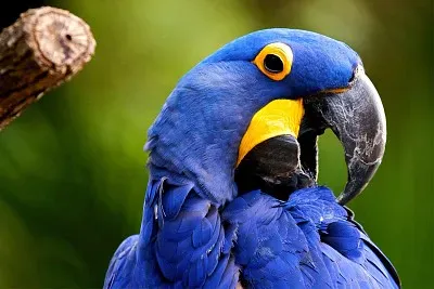 Guacamayo azul