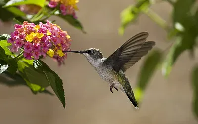 Flying feeding hummingbird