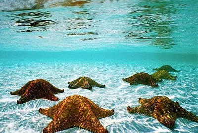 Tropical starfishes