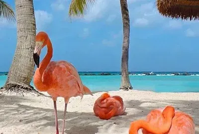 Tropical flamingos