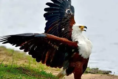 פאזל של imagem