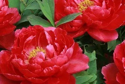 flores