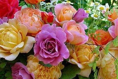 flores