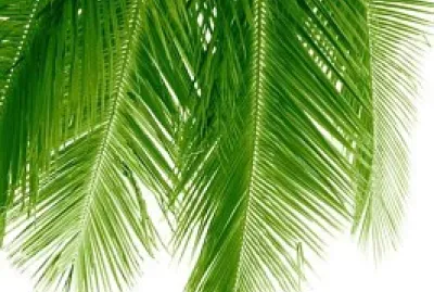 Palm leaves