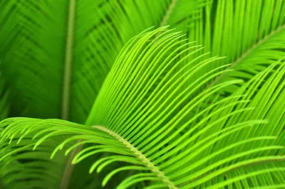 Young palm leaves
