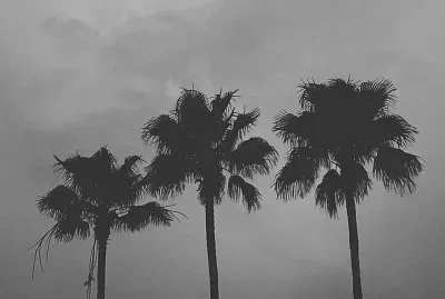 Black and white plam trees jigsaw puzzle