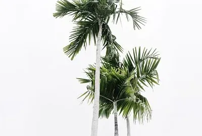 Cloudy sky and palm trees jigsaw puzzle