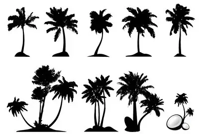 Tipos de palmeras jigsaw puzzle